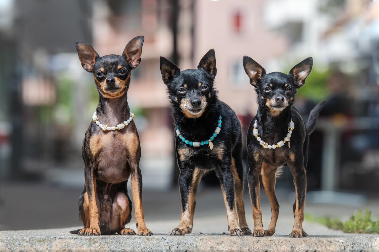 Natürlicher Zeckenschutz für den Hund