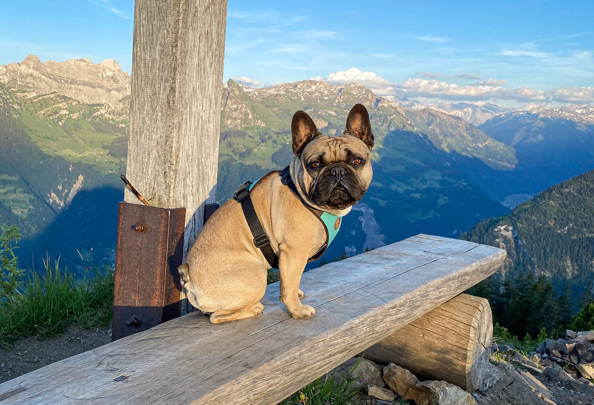 Hunderucksack mit Yorkie, bolonka, Schäferhund