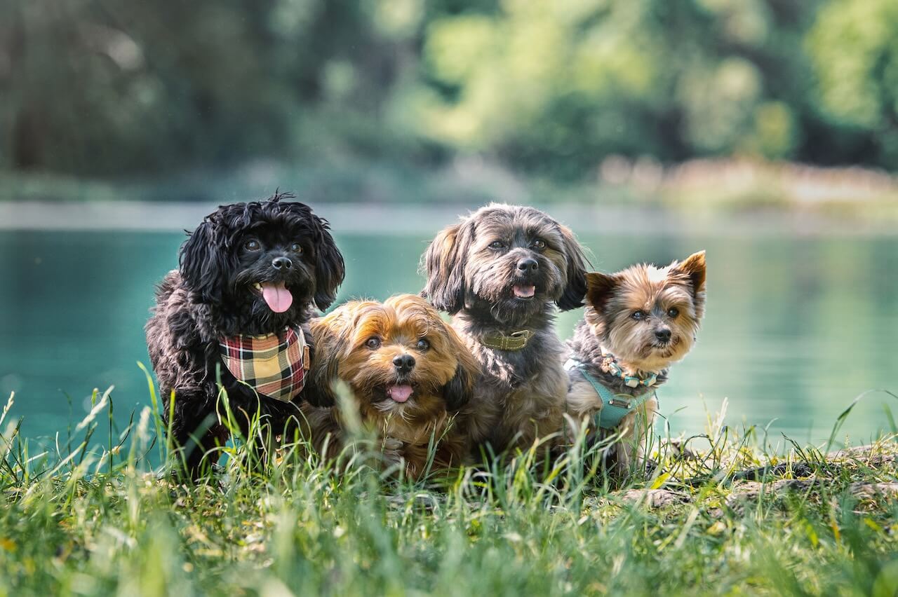 bolonkas und yorkie am Wasser