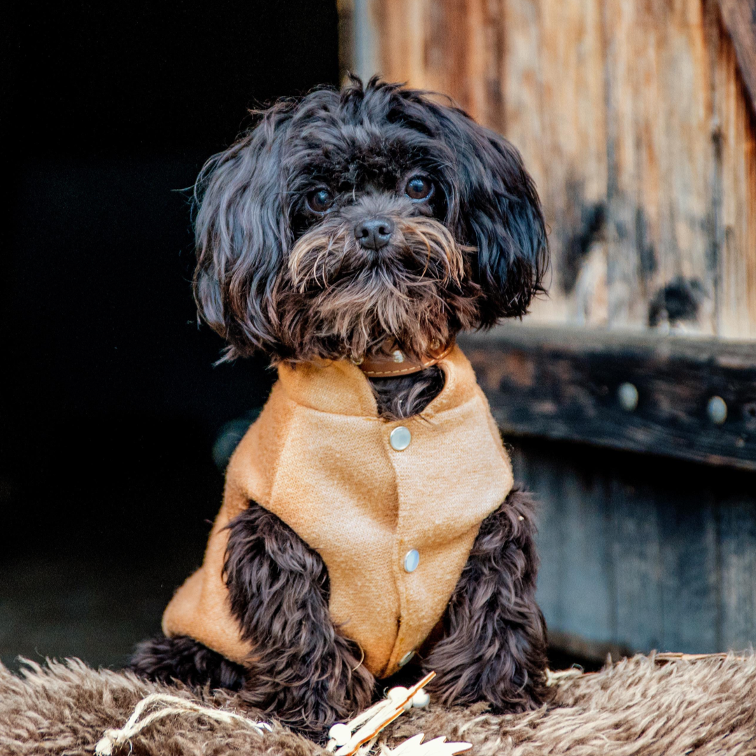 Hund mit braunem Hundepullover