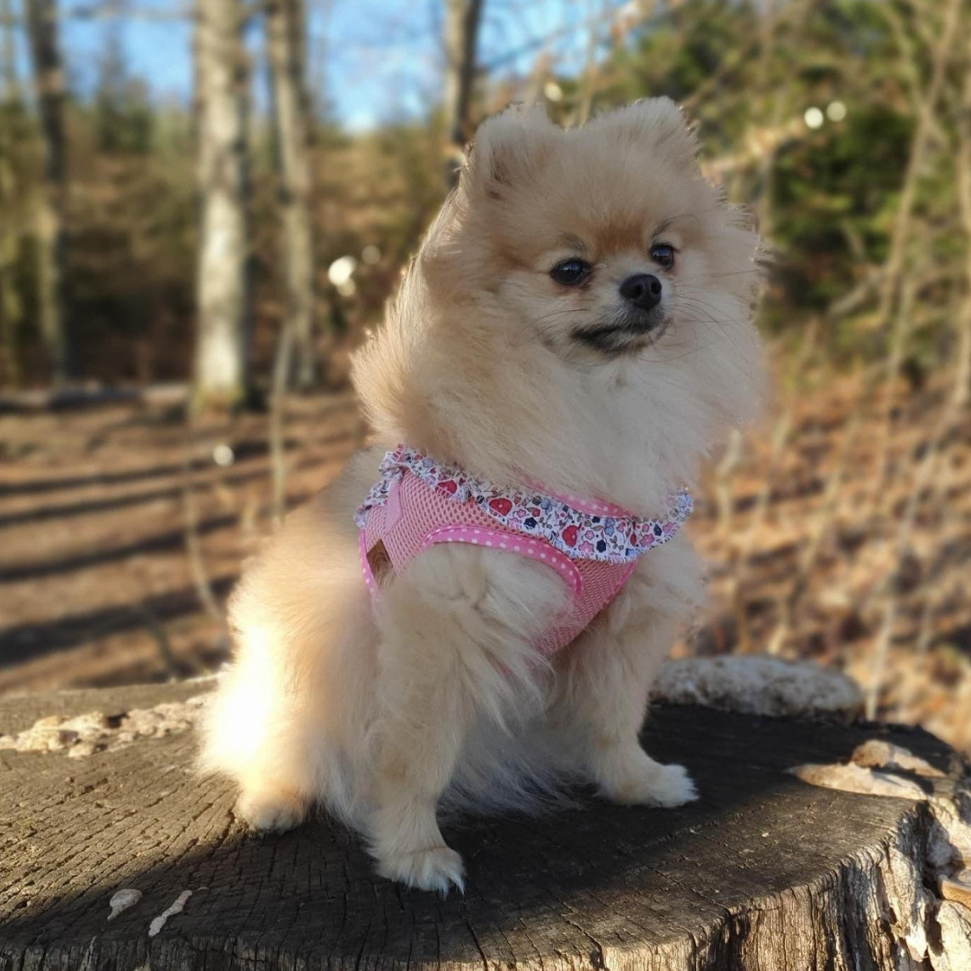 hundegeschirr in rosa mit zwergspitz