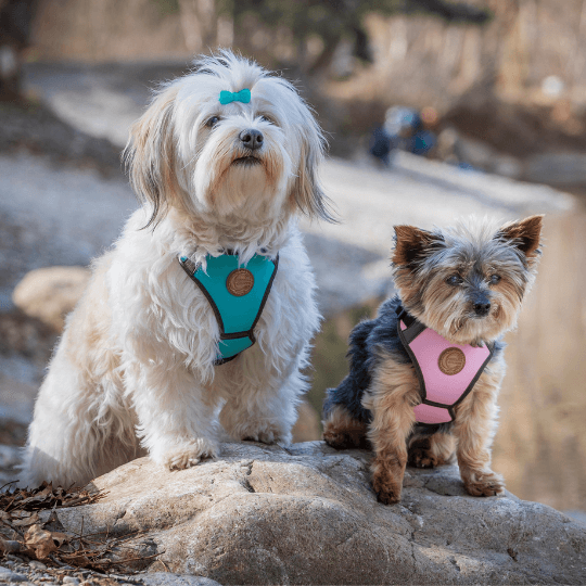 Havaneser mit türkisfarbenem Hundegeschirr neben Yorkie mit rosa Hundegeschirr