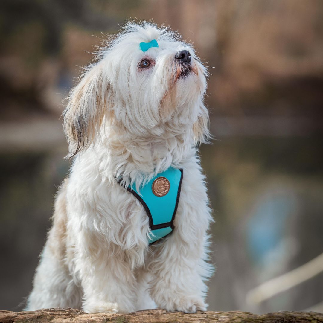 Weisser Havaneser mit Türkisfarbenem Hundegeschirr