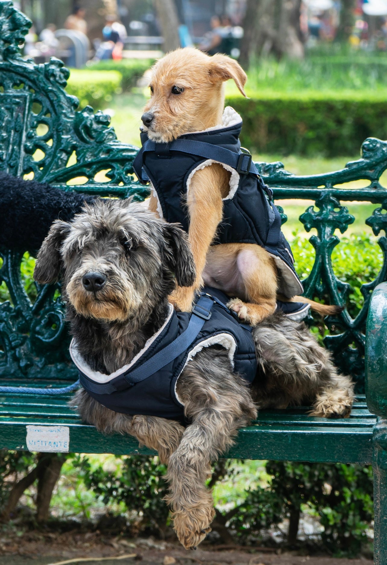 Zwei Hunde mit Hundemantel auf einer Bank