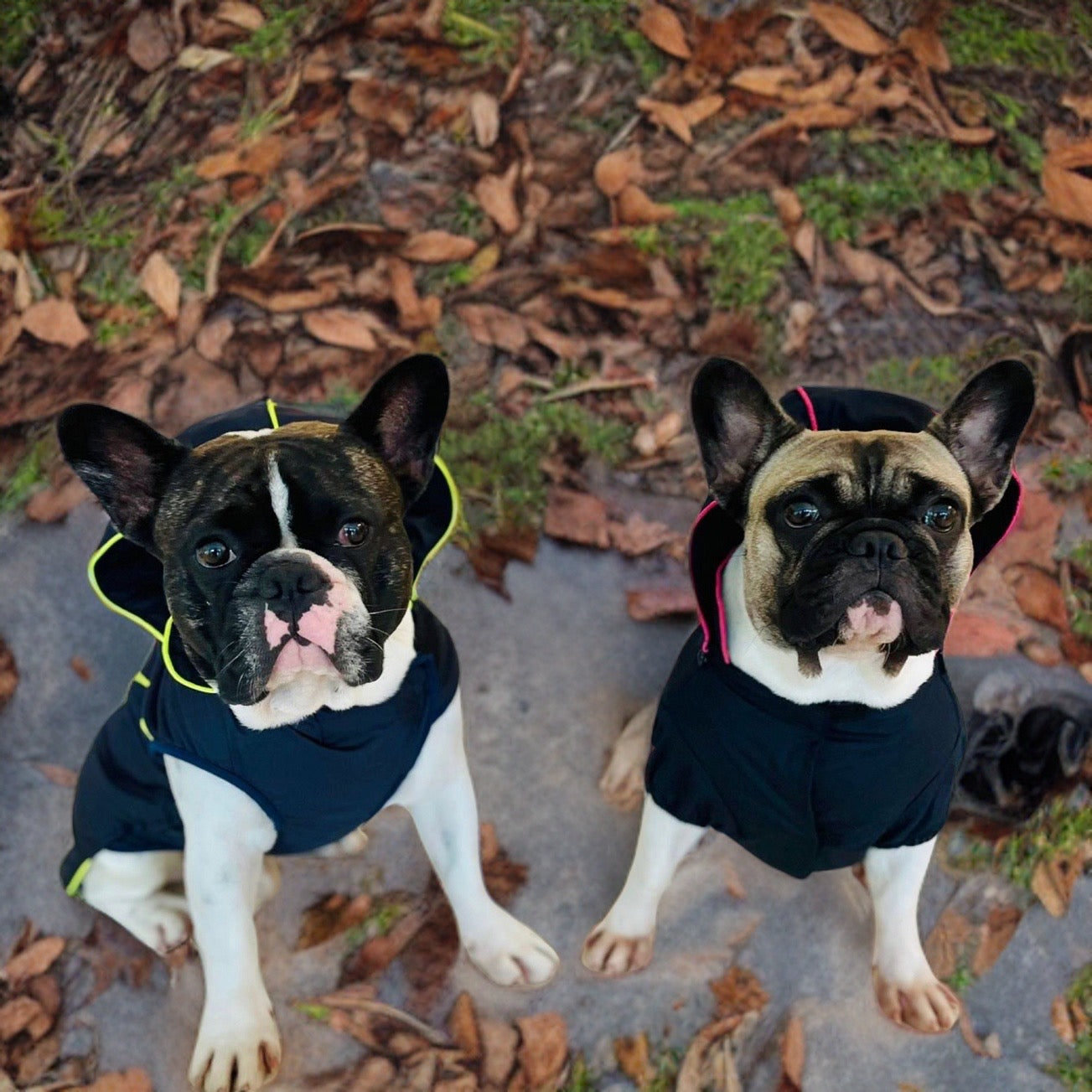 Hunderegenmantel mit French Bulldogge