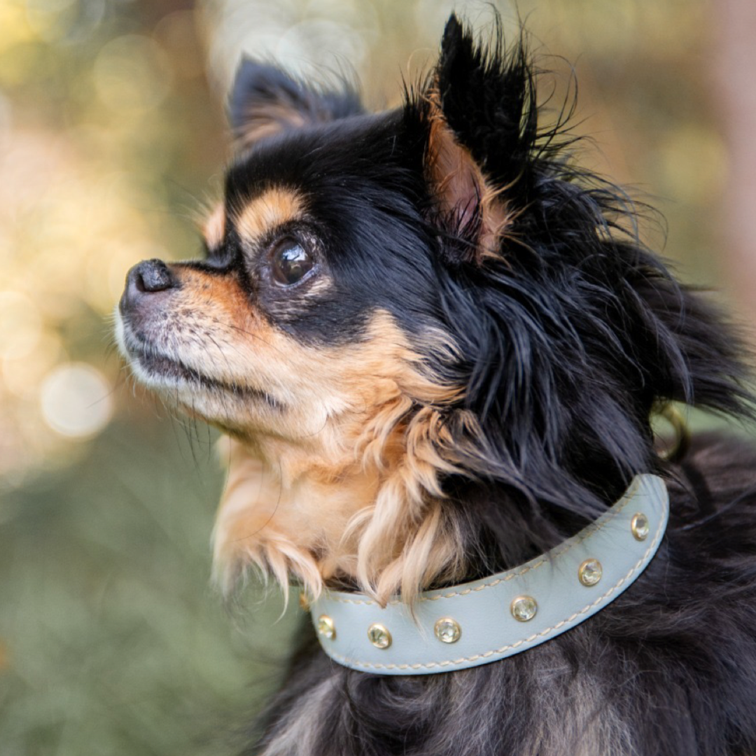 Hundehalsband Leder Hellblau Strasssteine Chihuaha