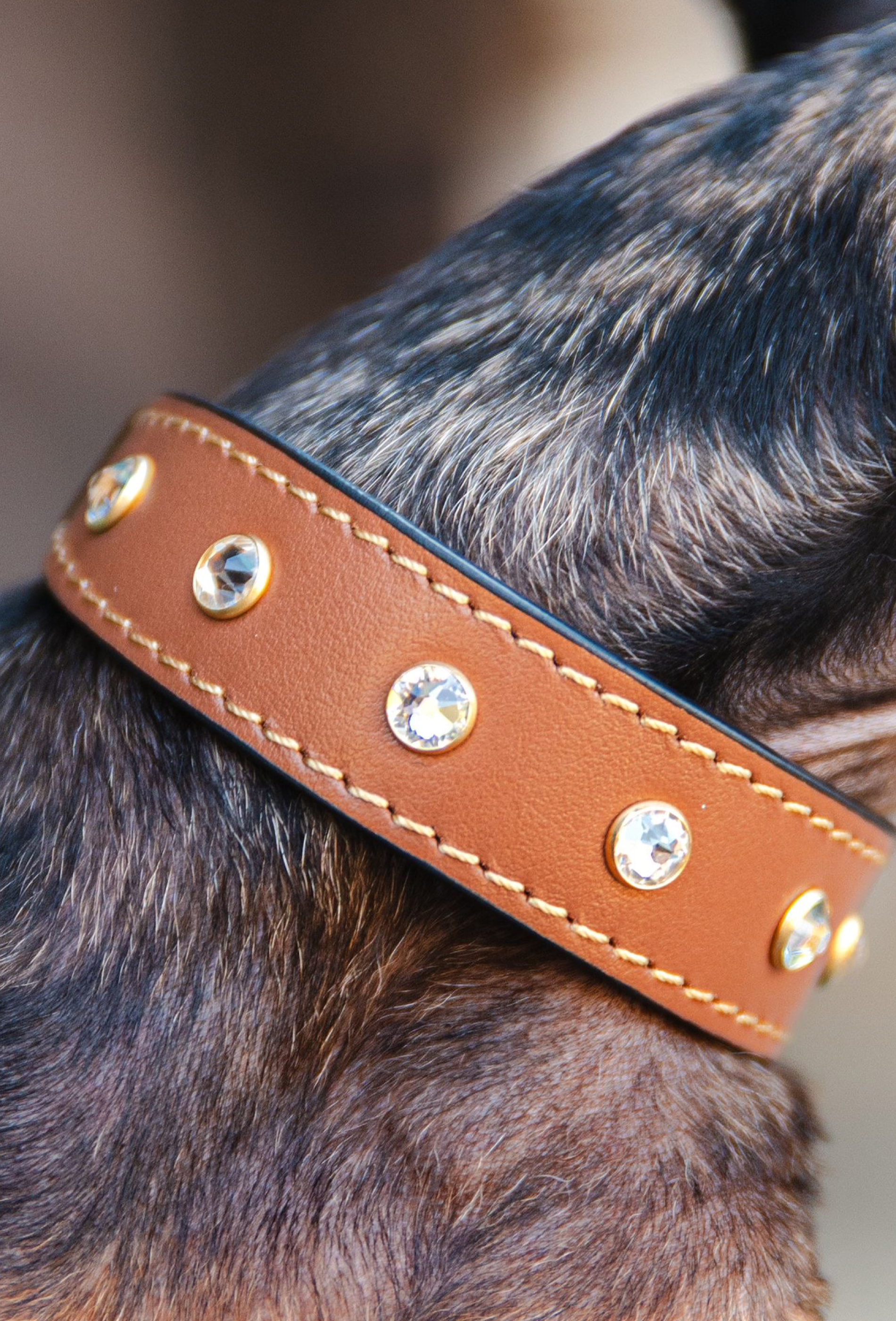 Hundehalsband Leder Strasssteine CAROLINA CORRODI