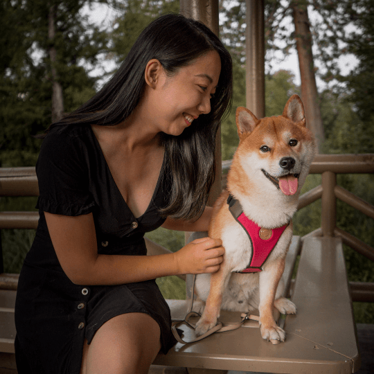 Shiba Inu mit recyceltem Hundegeschirr rot daneben die Hundehalterin