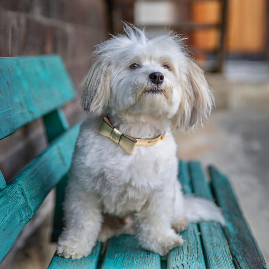 havaneser braucht goldenes hundehalsband