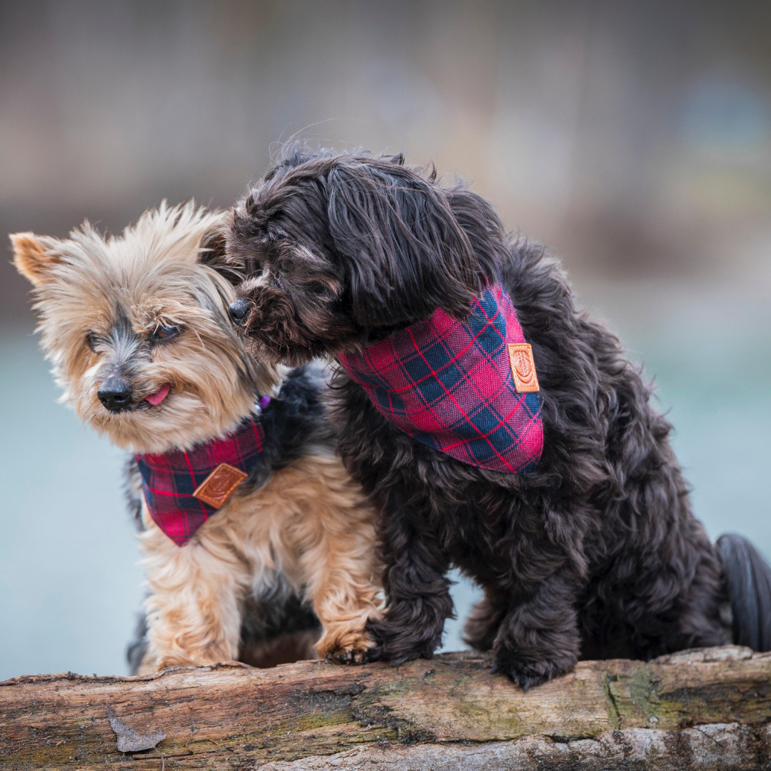 yorkshire und bolonka tragen hundehabanda