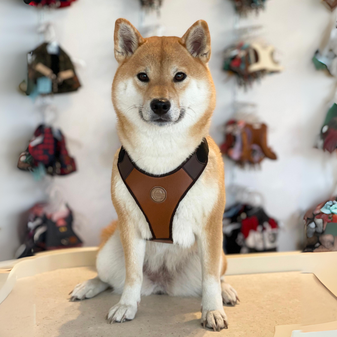 hundegeschirr für mittelgrosse hunde shiba inu