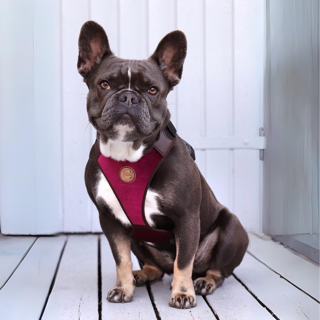hundegeschirr mit frenchie