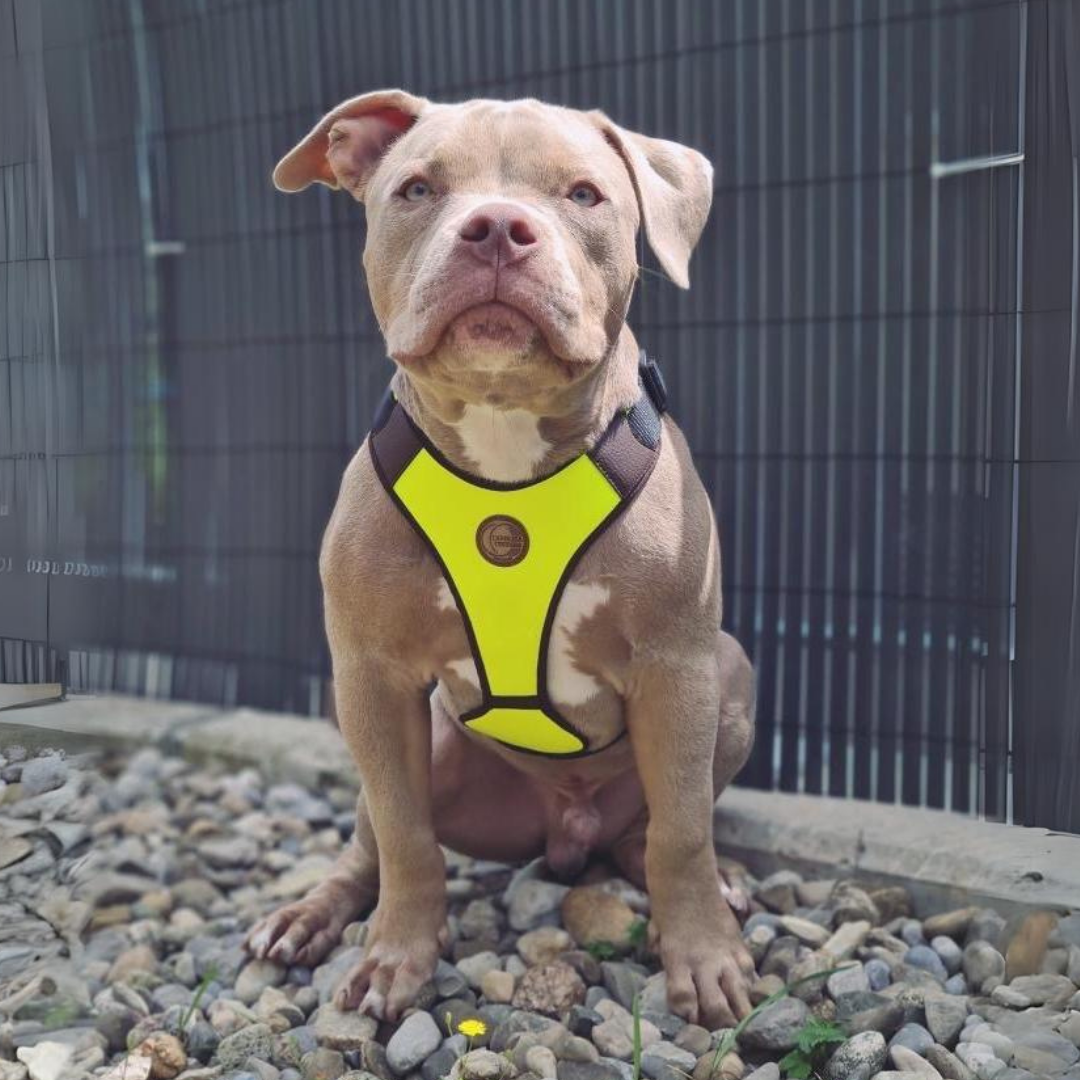 hundegeschirr in gelb