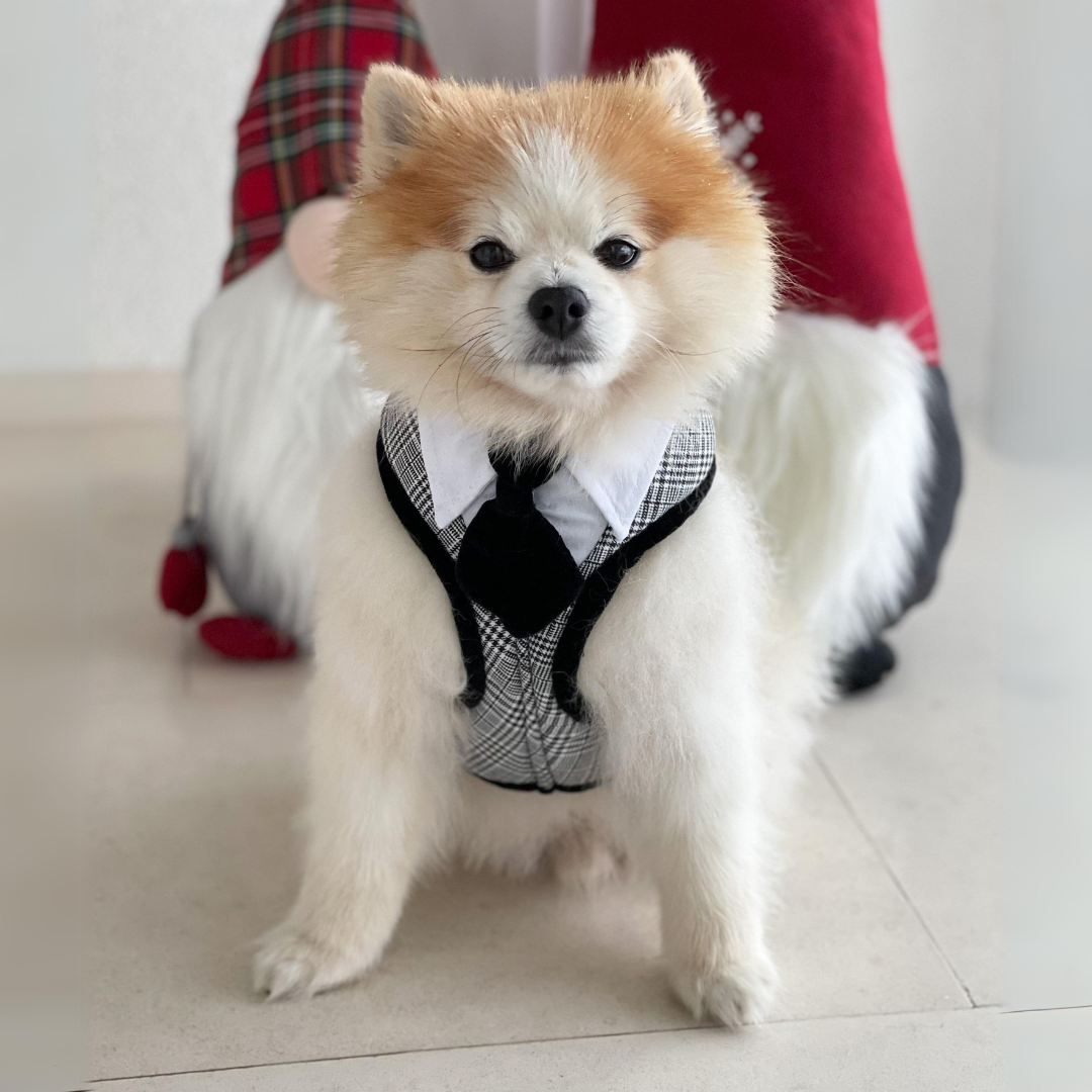 hundegeschirr mit schwarzer Hundekrawatte