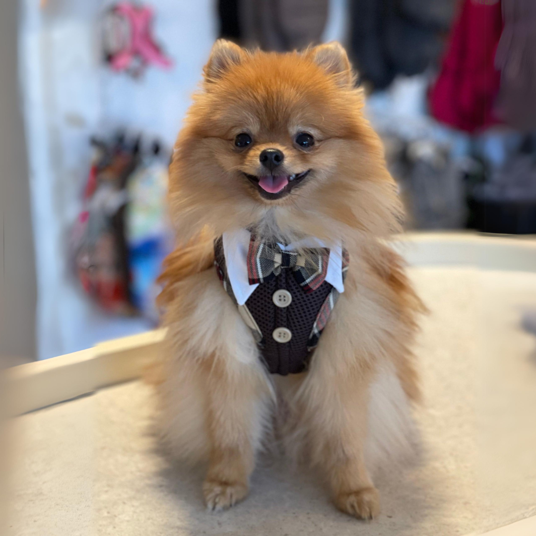 hundegeschirr mit hundefliege und pomerian