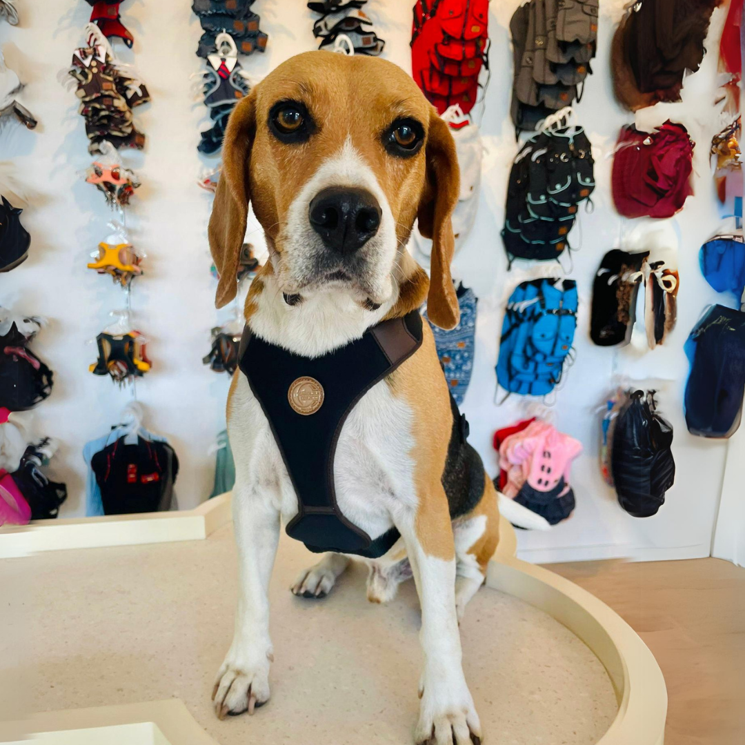 hundegeschirr recycled in schwarz