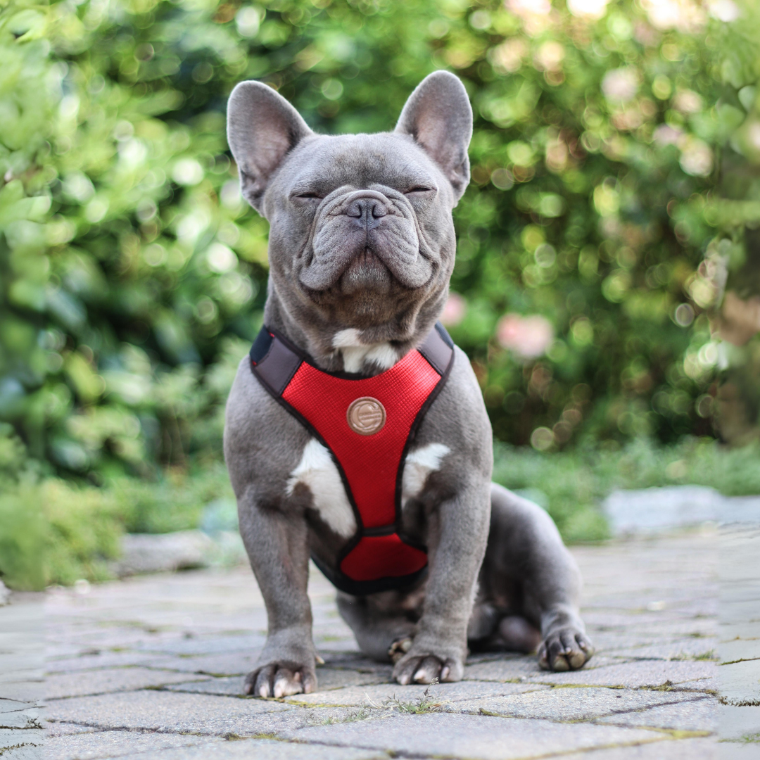hundegeschirr rot mit frenchie