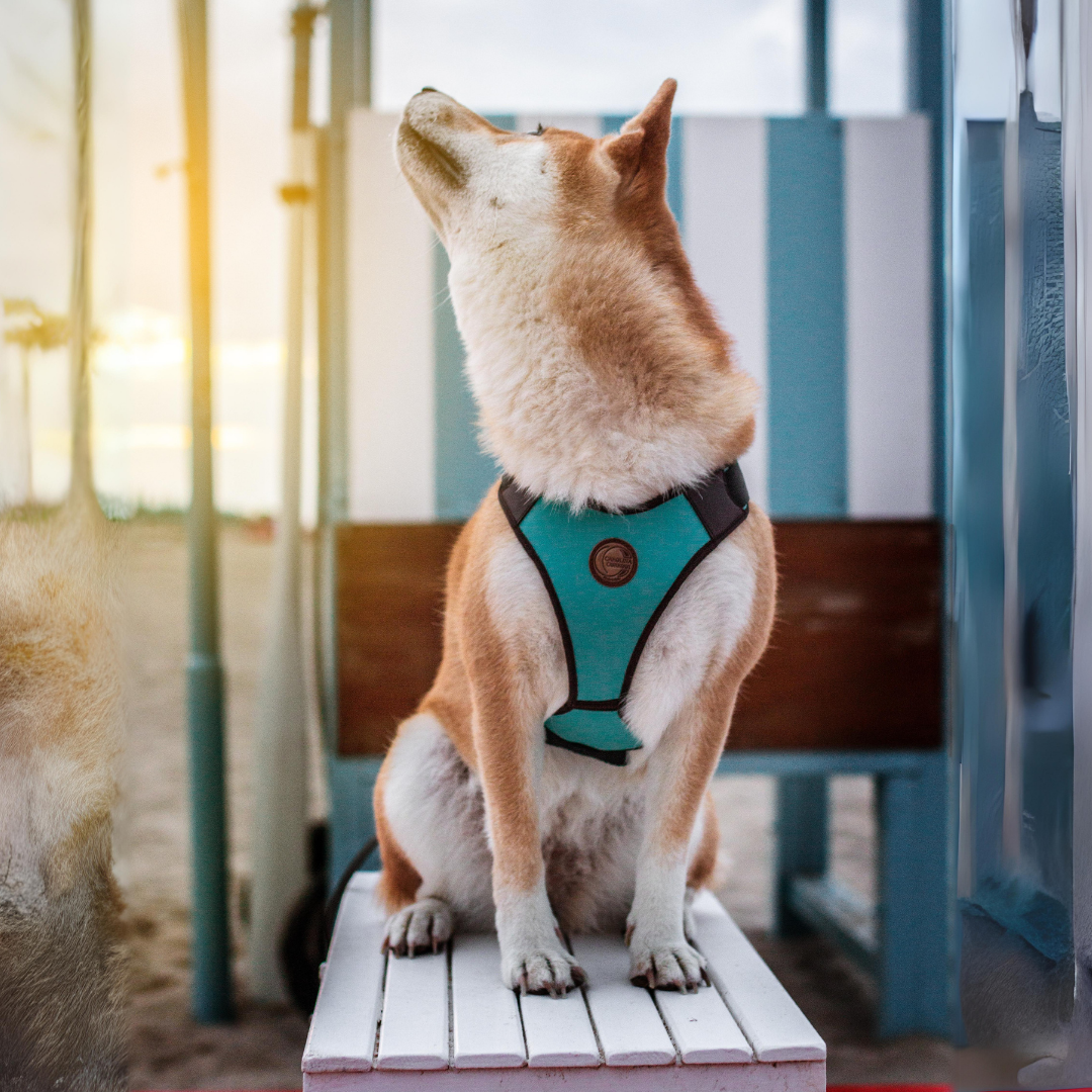 hundegeschirr in tuerkis shiba inu