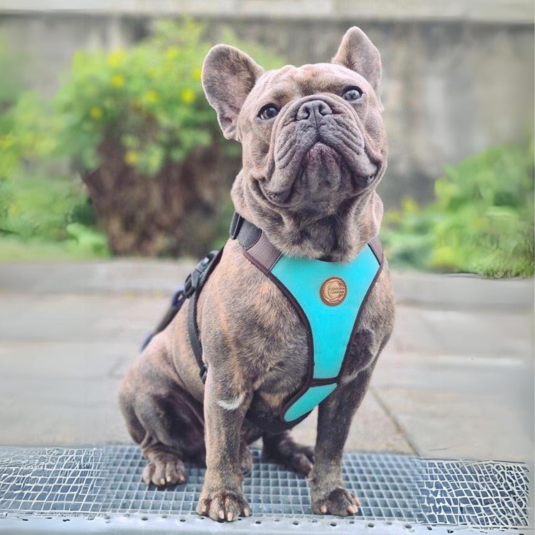 hundegeschirr tuerkis mit frenchie