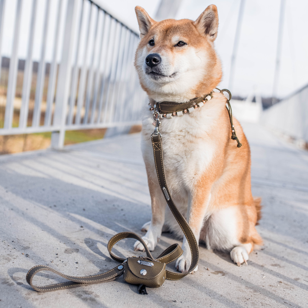 shiba inu trägt dunkegruenes hundehalsband und hundeleine mit kotbeutelspender und zeckenhalsband