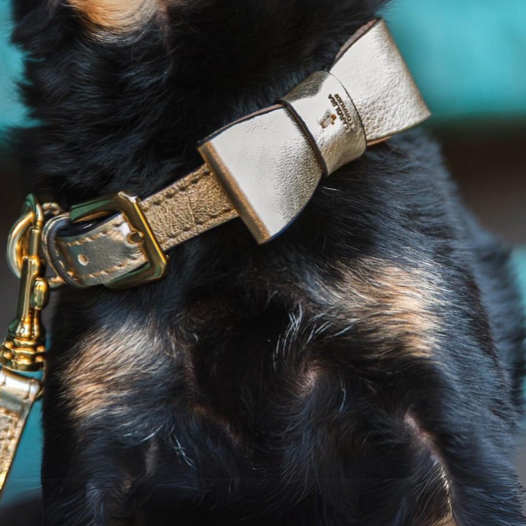 hundehalsband mit goldener schleife