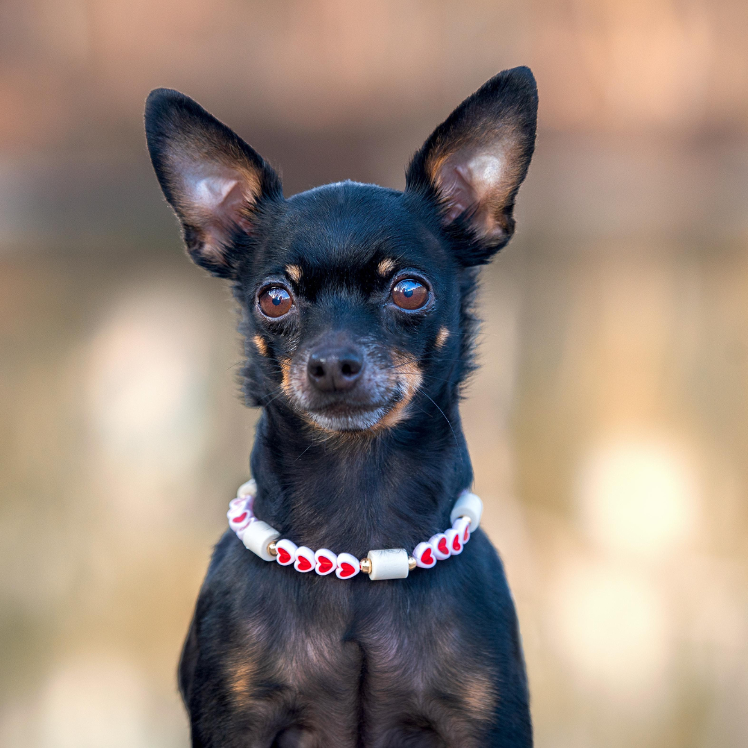 kleiner hund trägt zeckenhalsband