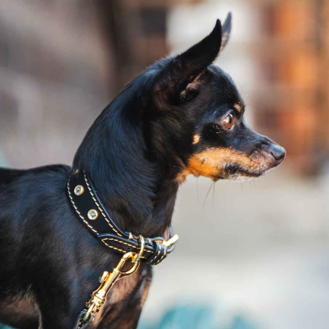 Hundehalsband Schwarz Strasssteine Leder kleine Hunde