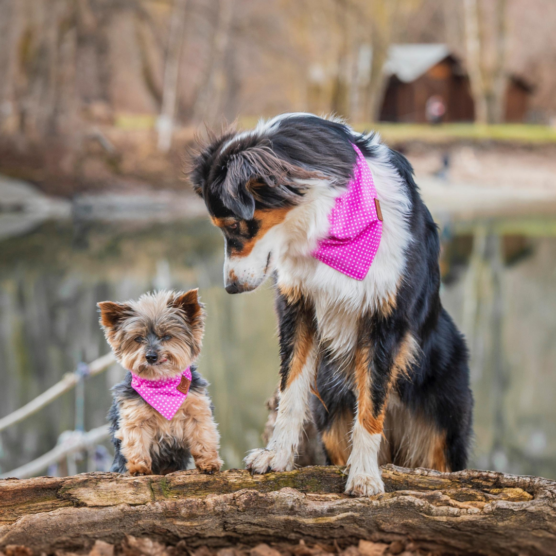 hunde tragen pinke hundebandanas