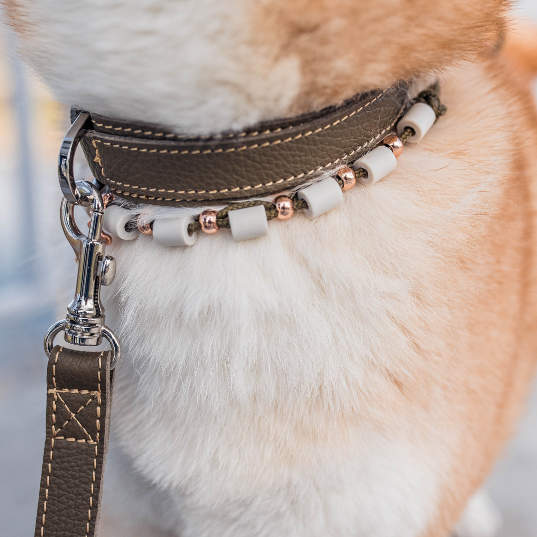 grünes lederhalsband und lederleine
