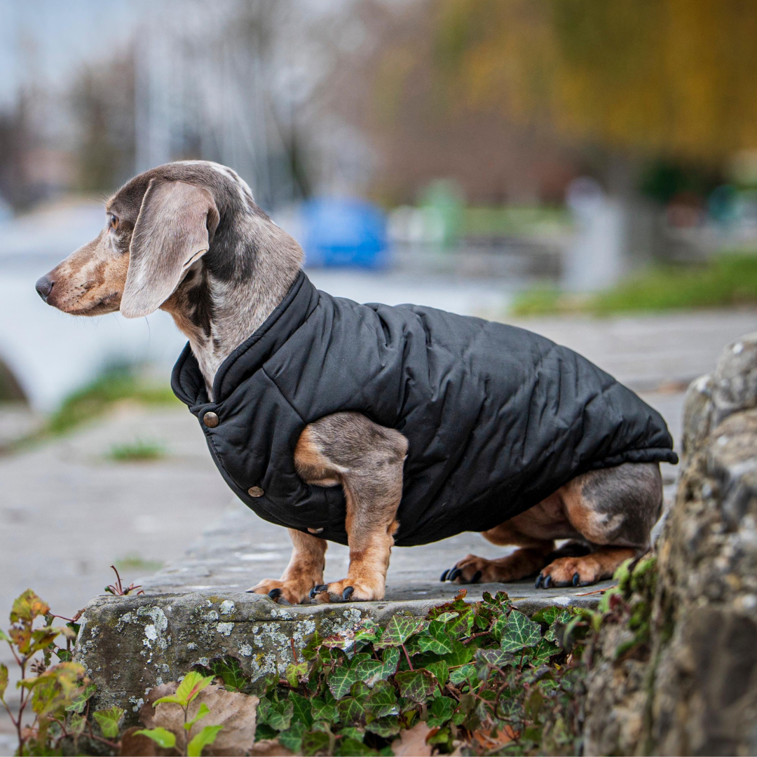 schwarzer hundemantel mit dackel