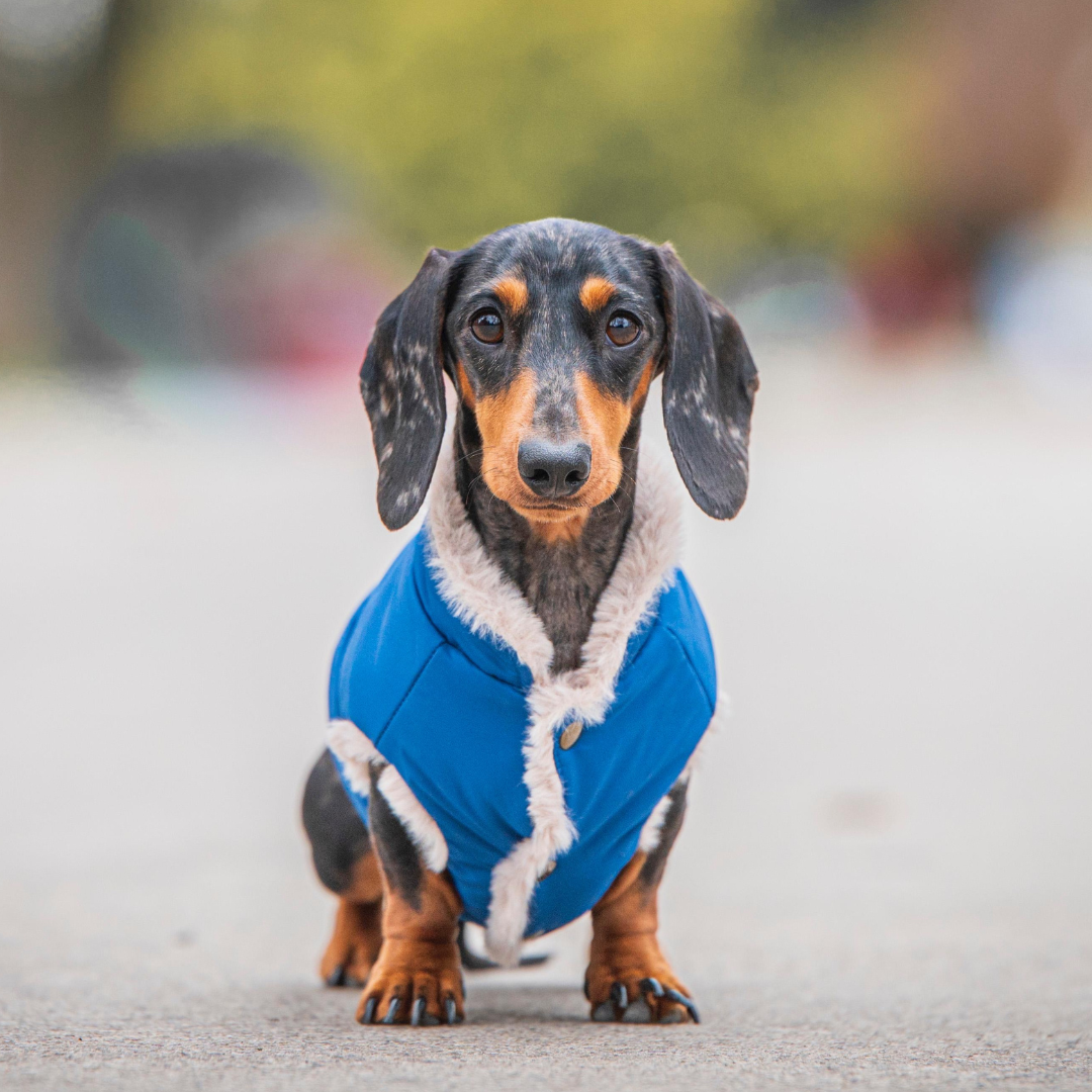 hundemantel dunkelblau mit dackel