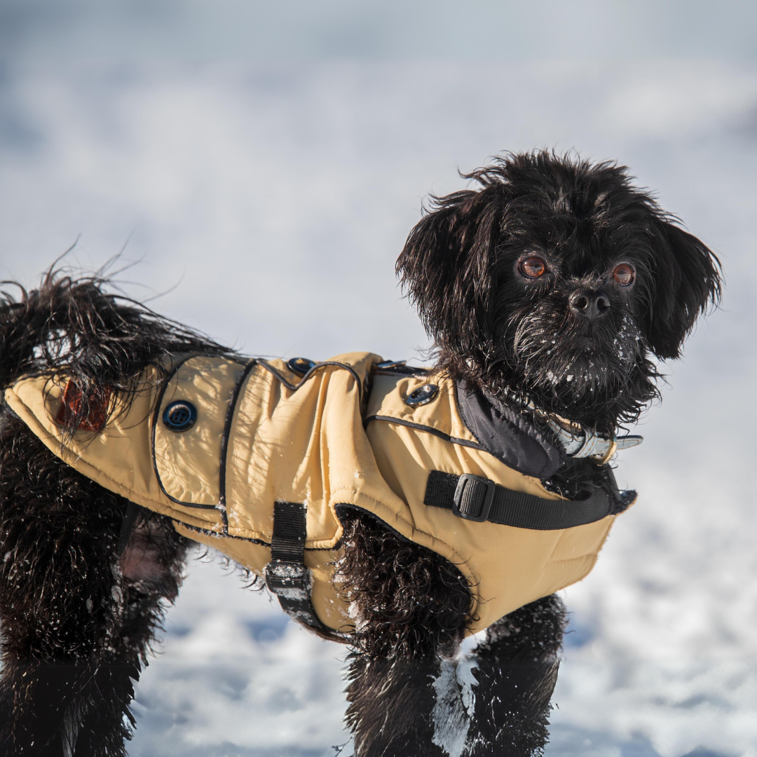 hundemantel für winter
