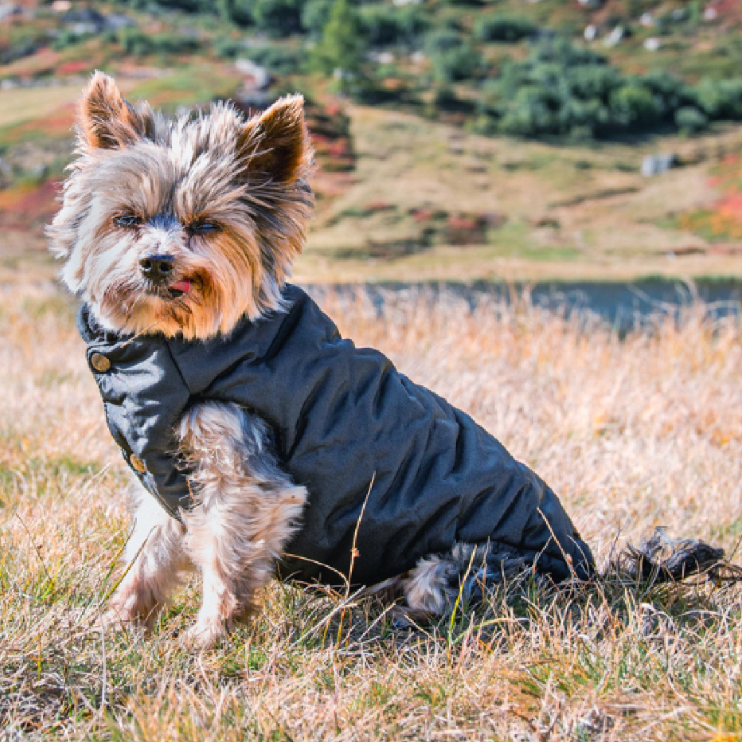 wasserdichter hundemantel mit yorkshire