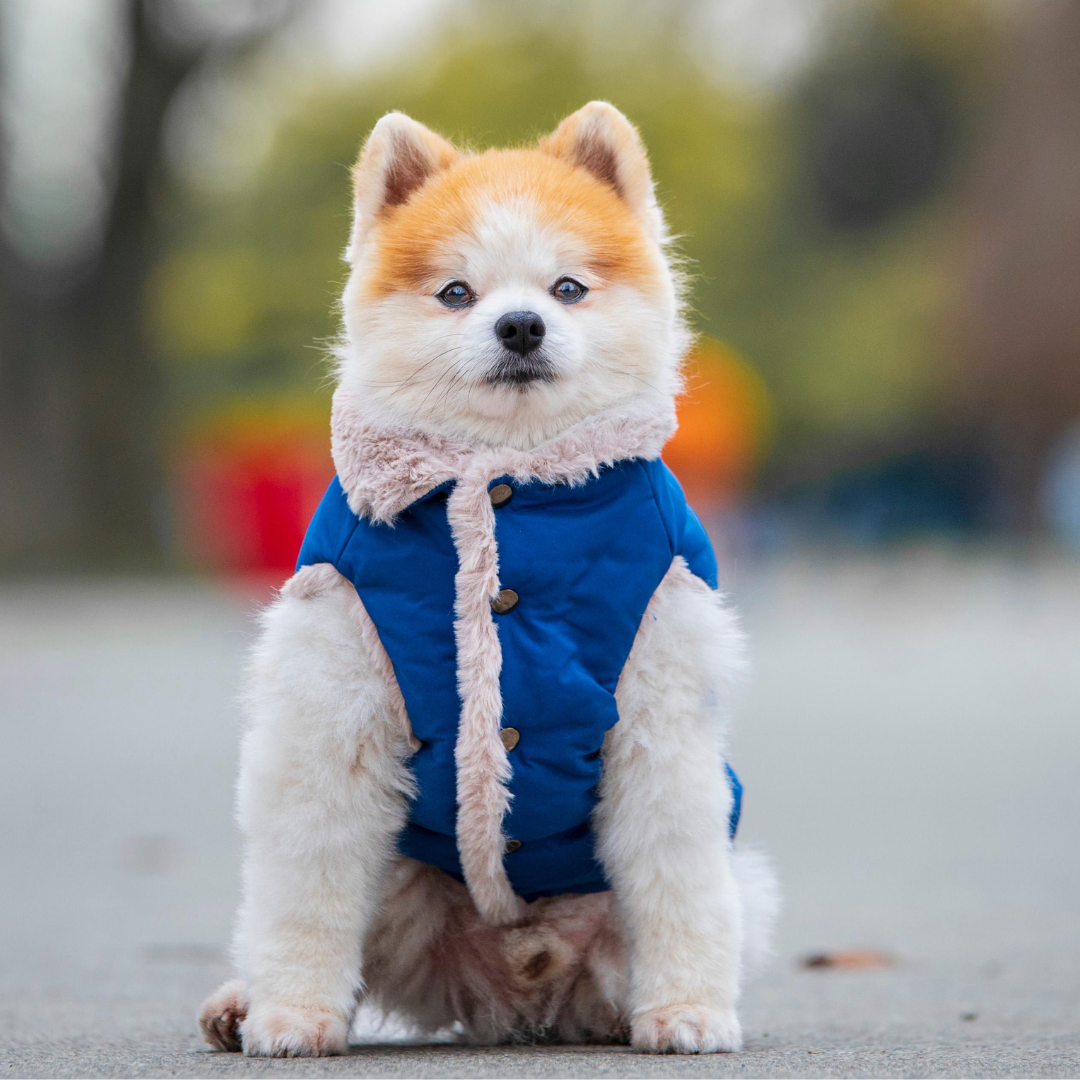 hundemantel winter mit zwergspitz