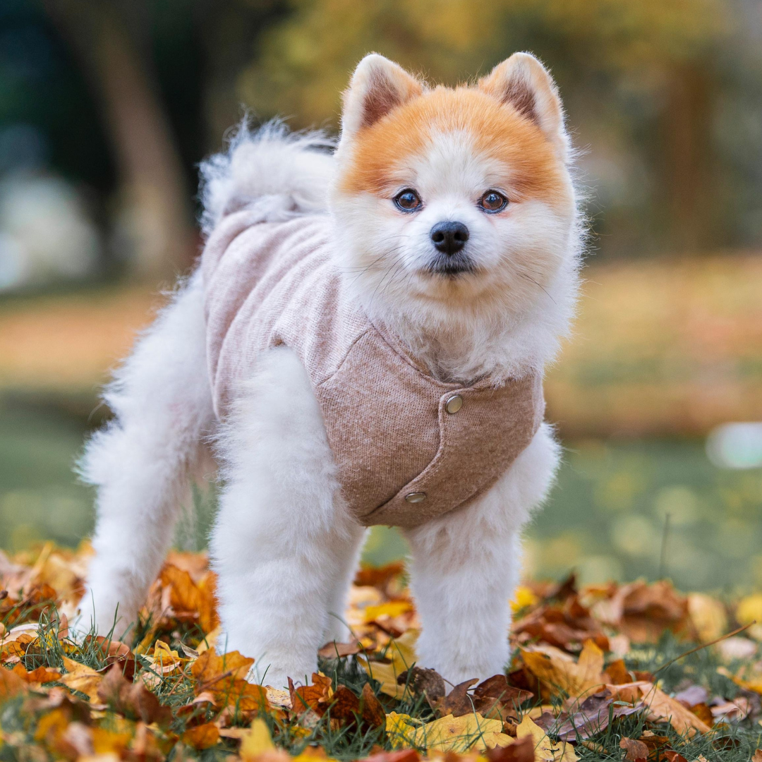 hundepullover mit zwergspitz