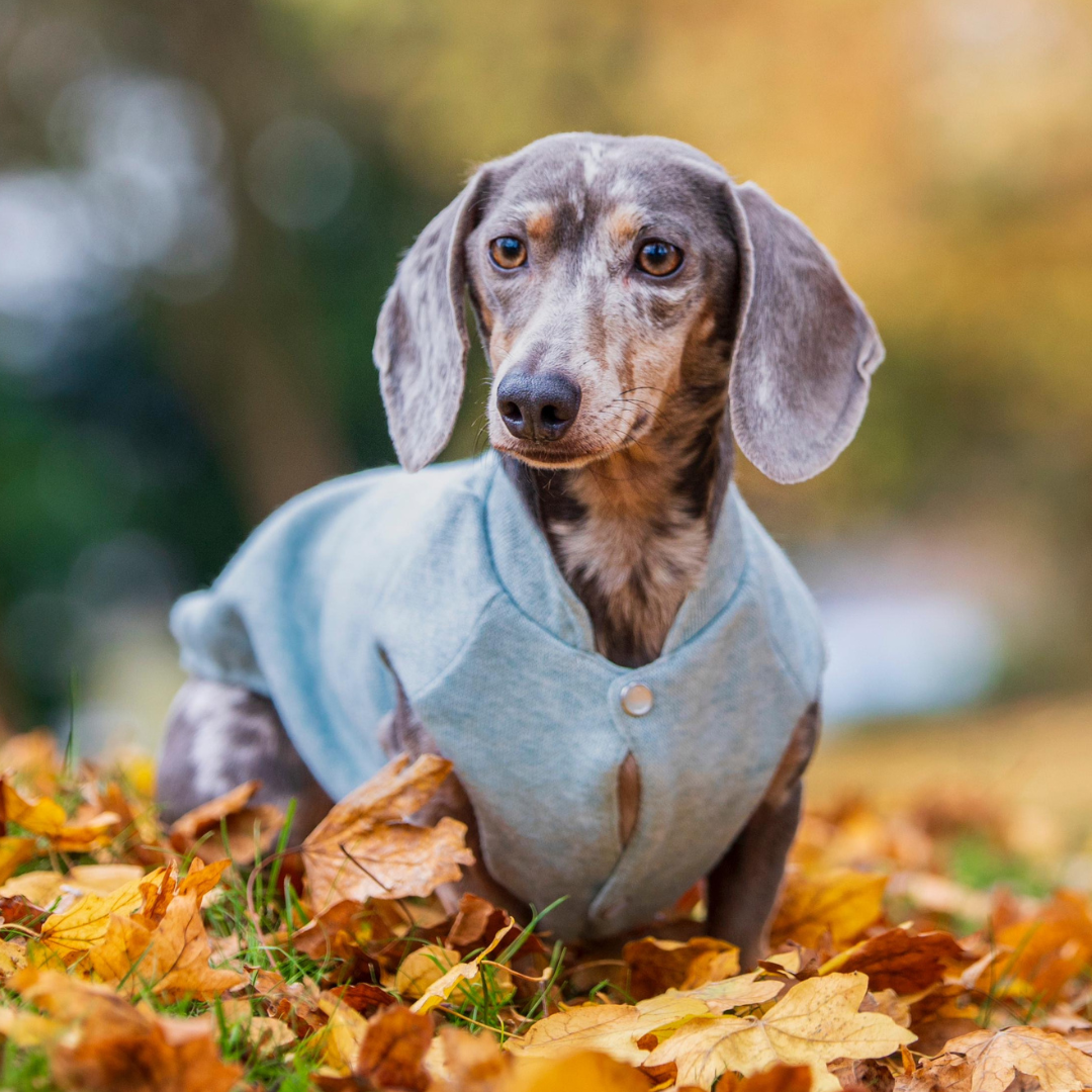 hundepullover für dackel