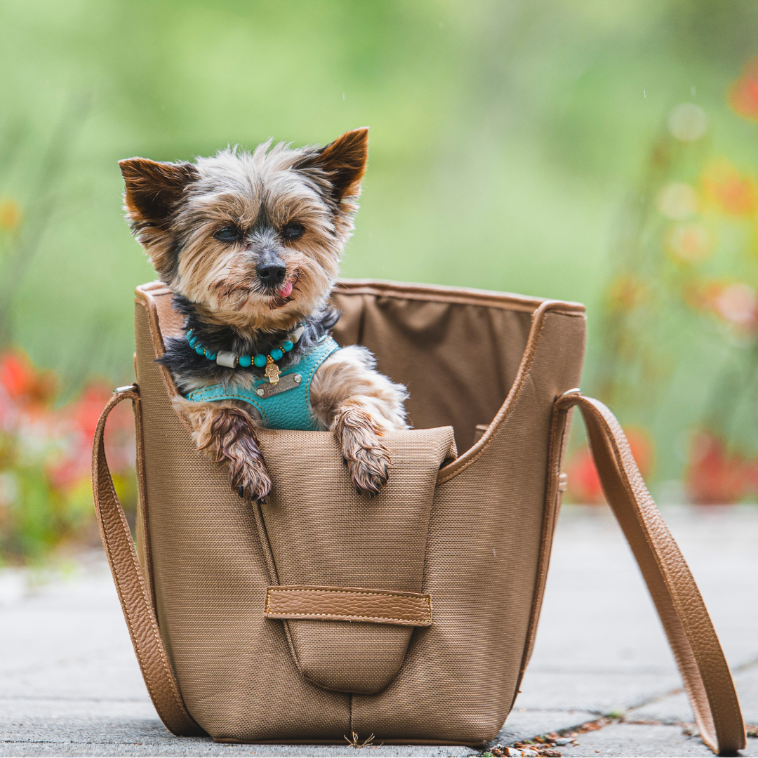 yorkshire in hundetasche