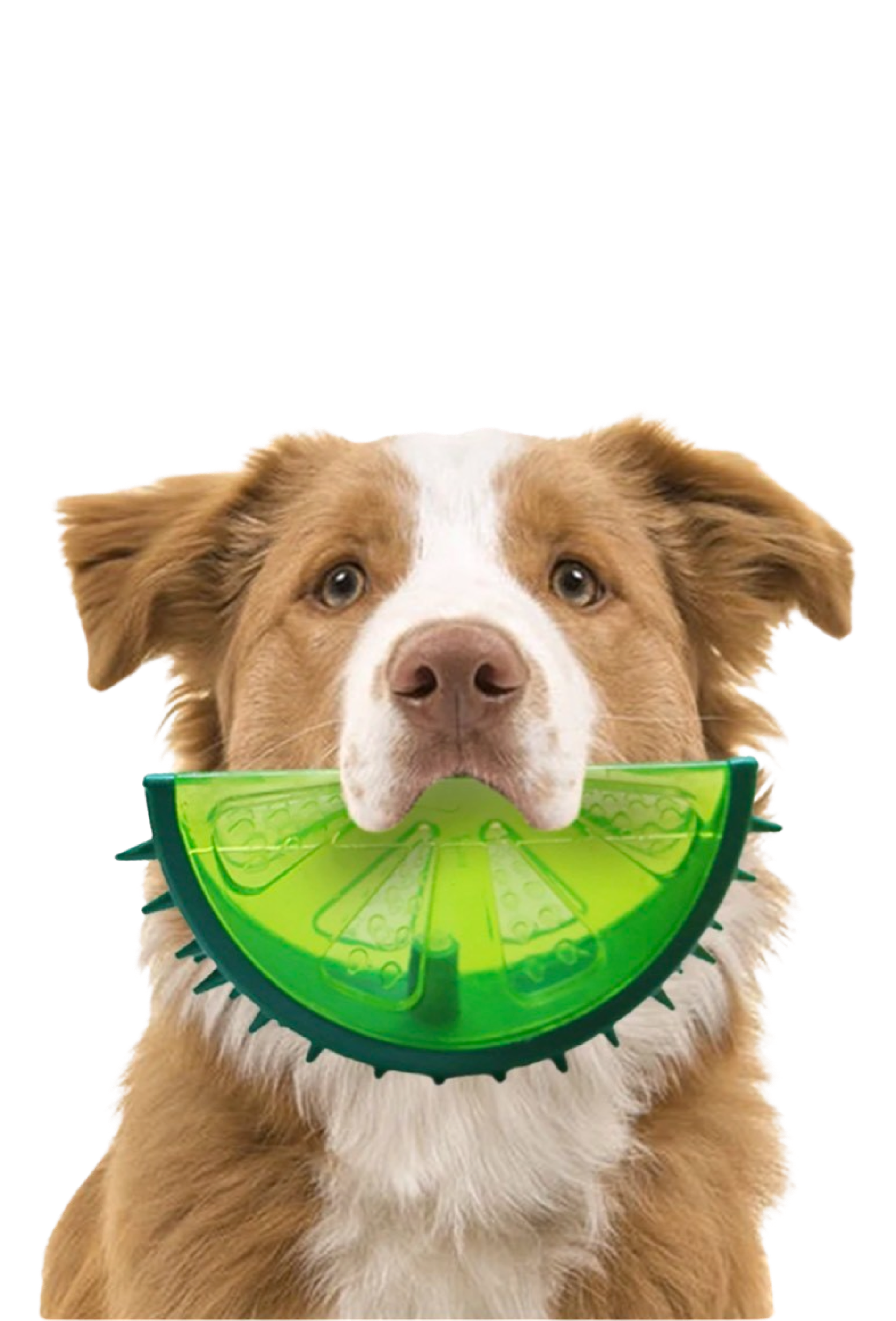 Jouet pour chien - Jouet à mâcher rafraîchissant citron