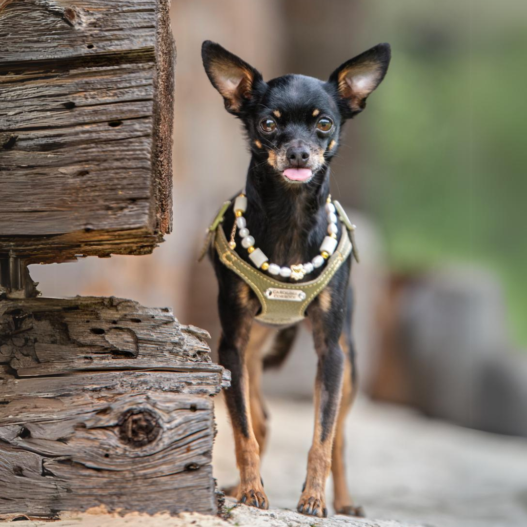 Pradler Hund trägt superweiches Ledergeschirr