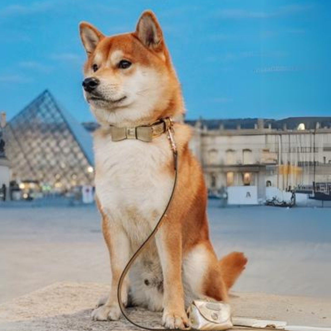 shiba inu trägt lederhalsband mit fliege und goldene hundeleine