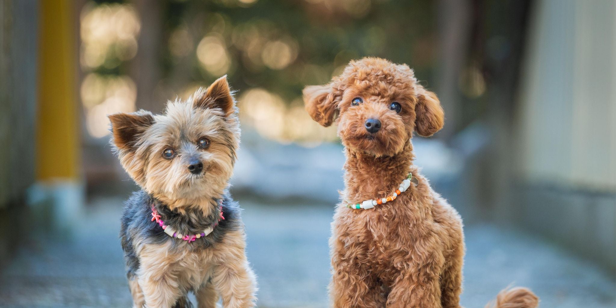 yorkshire terrier und pudel tragen zeckenhalsbänder