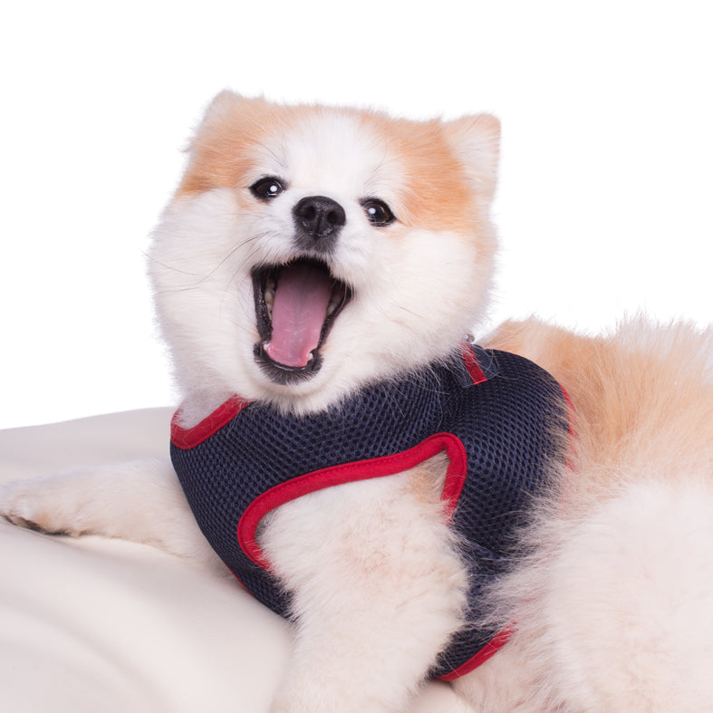 Hundegeschirr Soft
