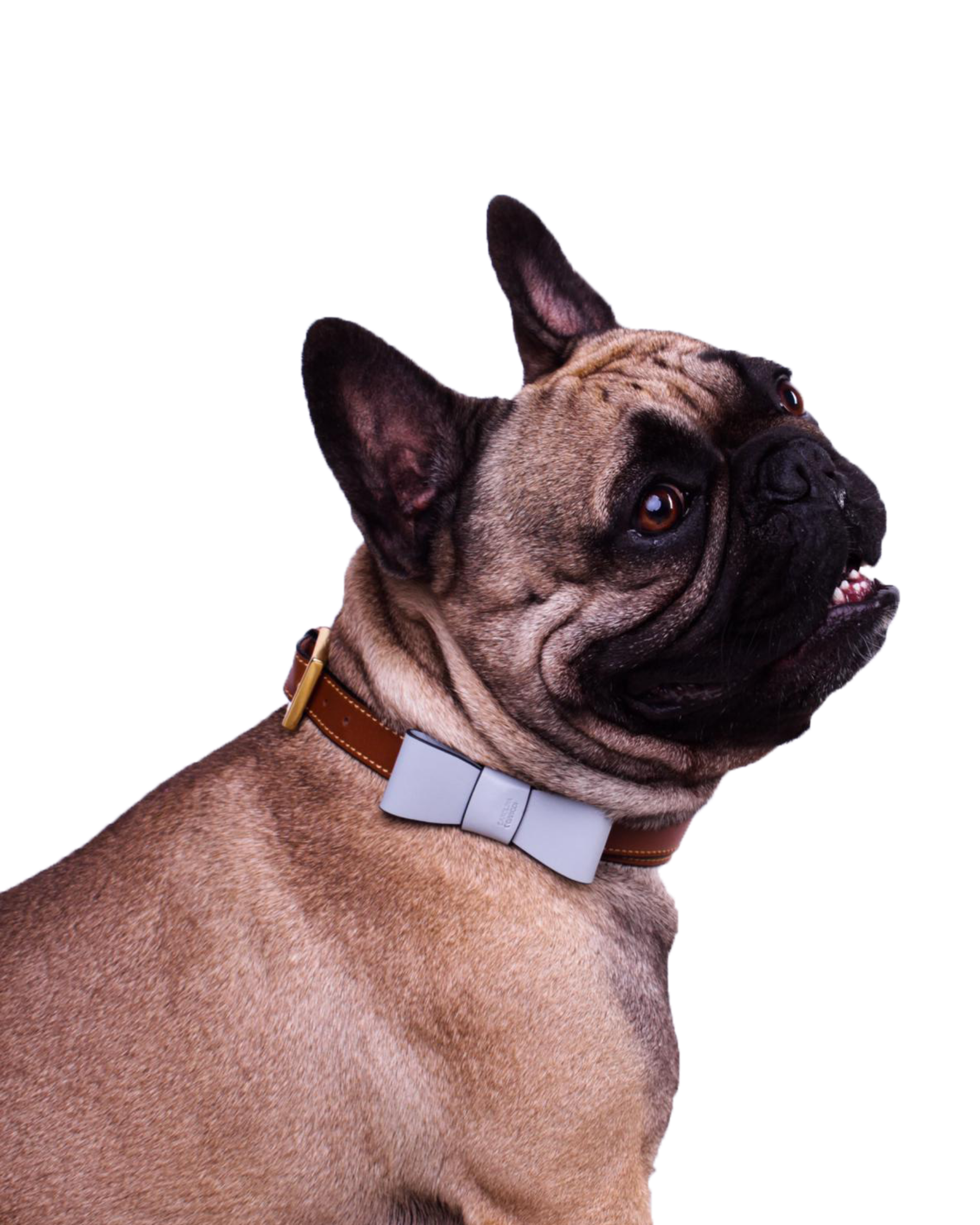 Hundehalsband French Bulldog