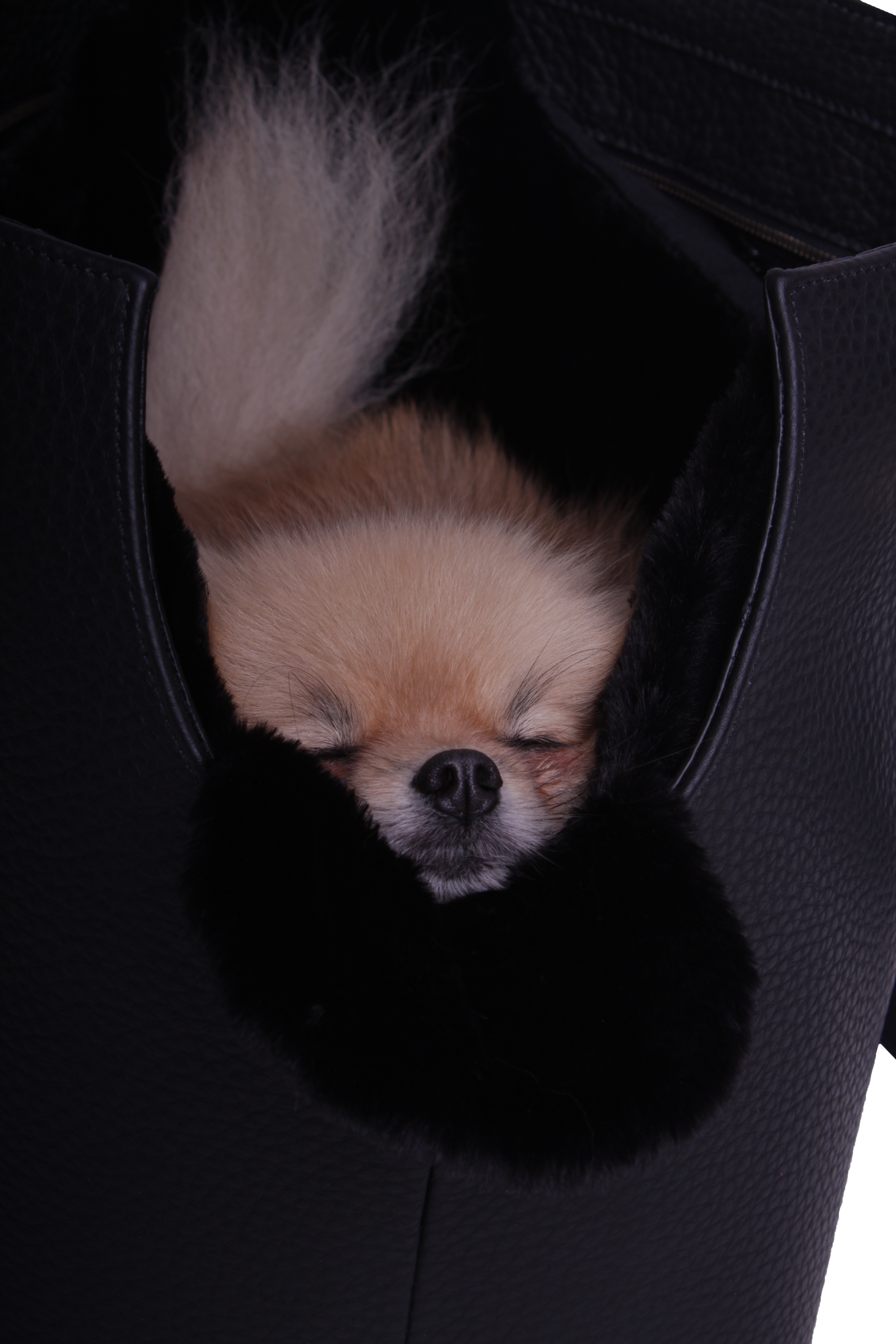 Hundetragetasche