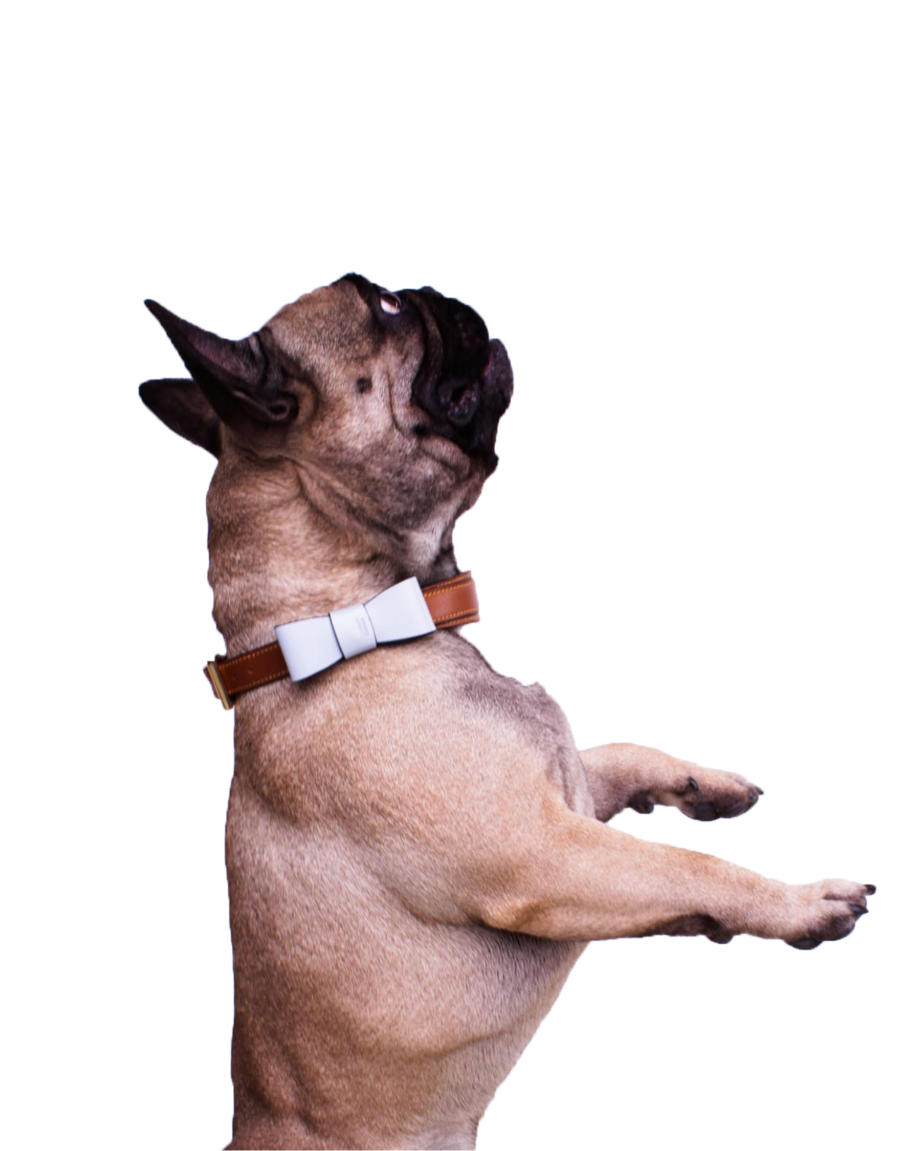 Hundehalsband French Bulldog