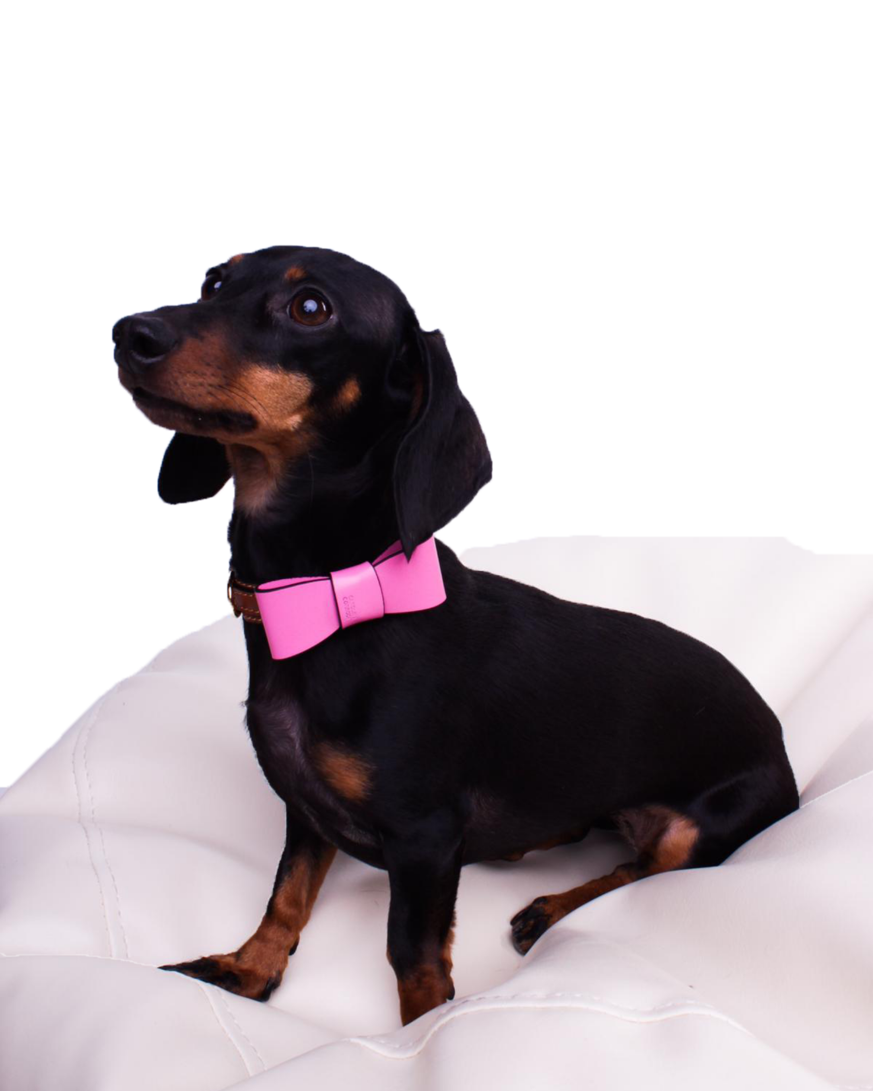 Hundehalsband Dackel Rosa Schleife