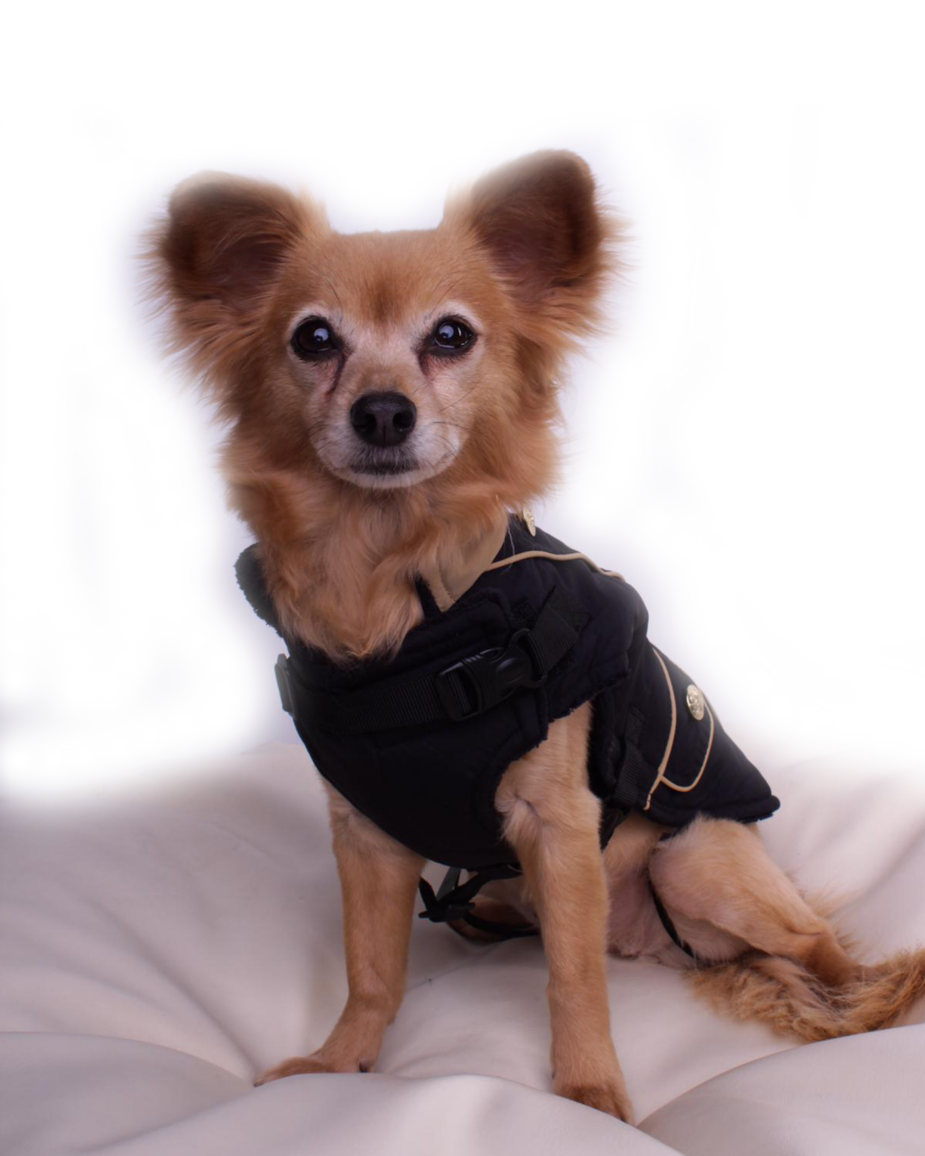 Dog coat Manchester
