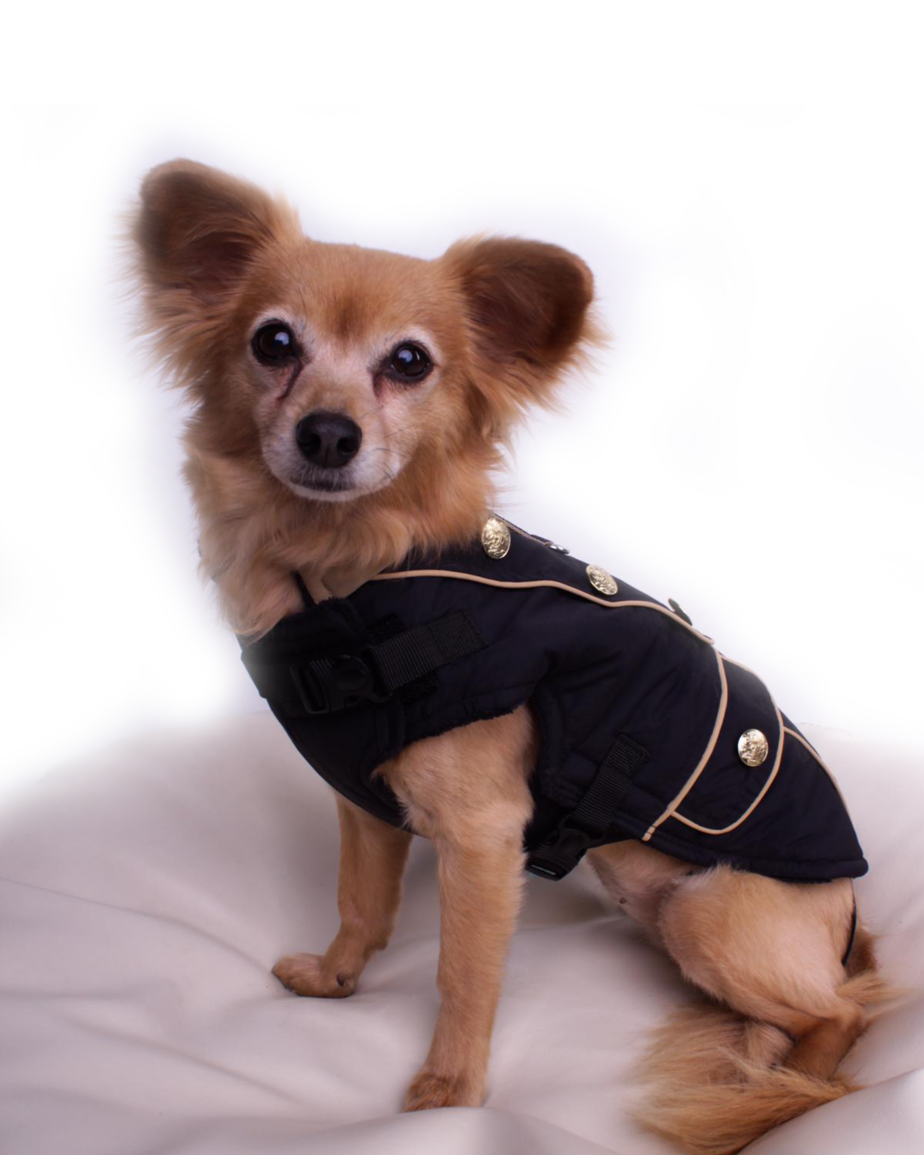 Dog coat Manchester