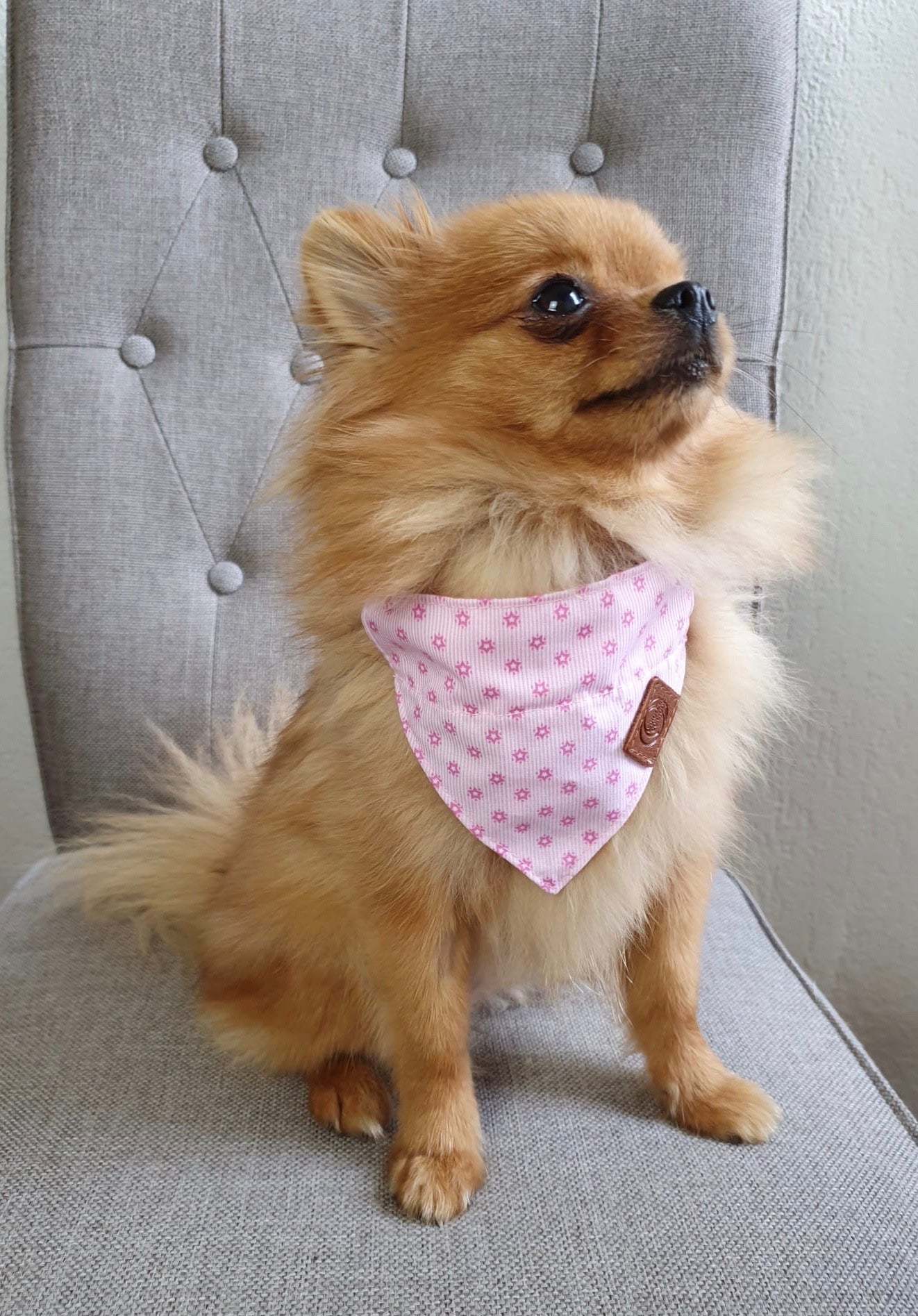 Hundebandana Armidale (dient als Halsband; Hundeleine direkt am Bandana befestigen)