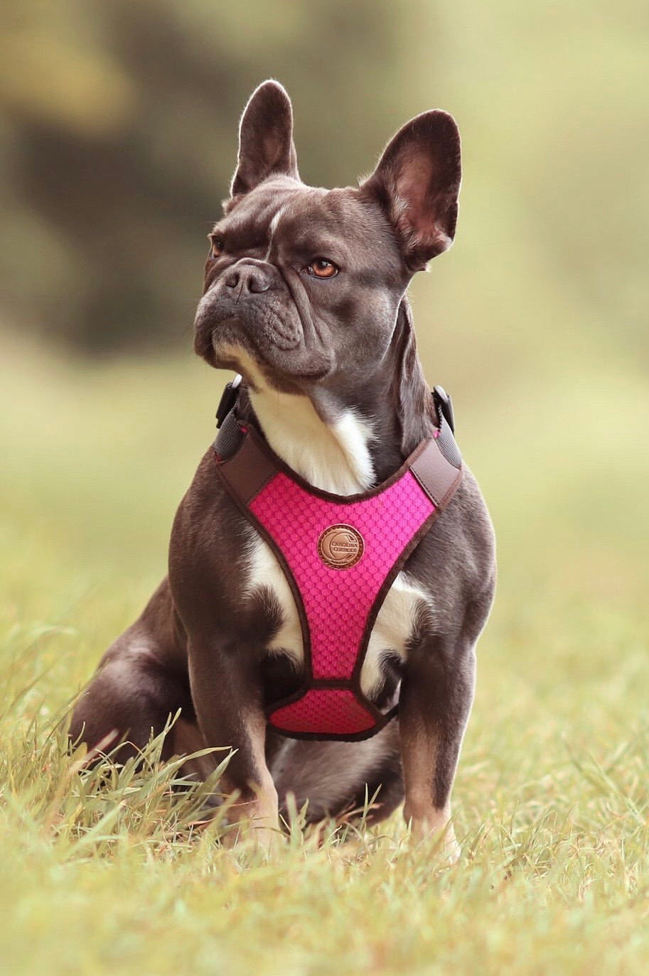 Hundegeschirr Frenchie